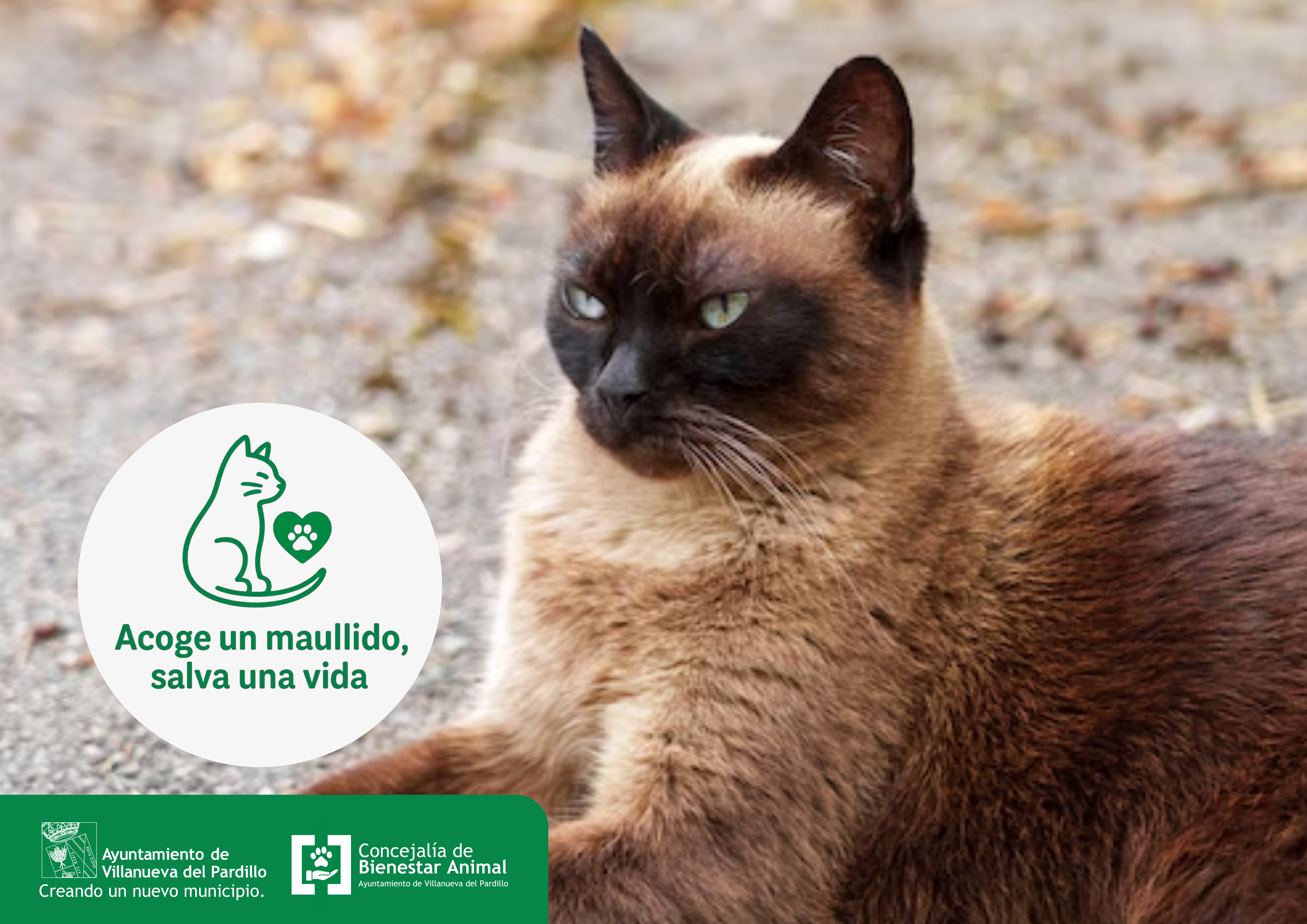 Campaña urgente de acogida temporal para una gata y sus gatitos en Villanueva del Pardillo